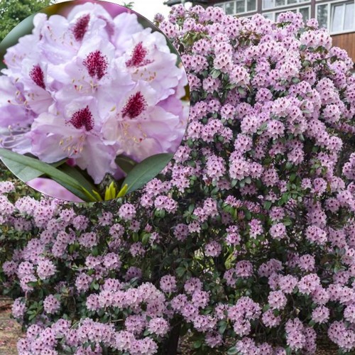 Rhododendron 'Humboldt' - Rododendron 'Humboldt' C5/5L
